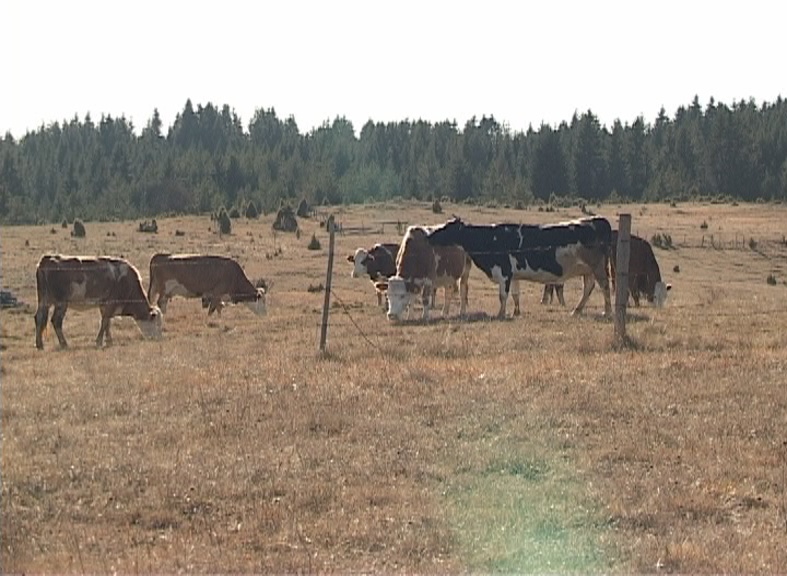 krave-2