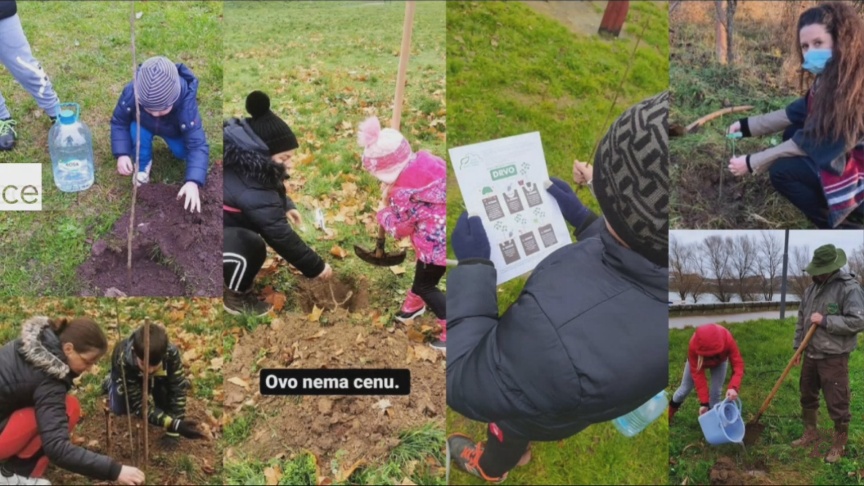 У оквиру акције „Посади свој хлад“ у Пријепољу у среду подела садница белог јасена