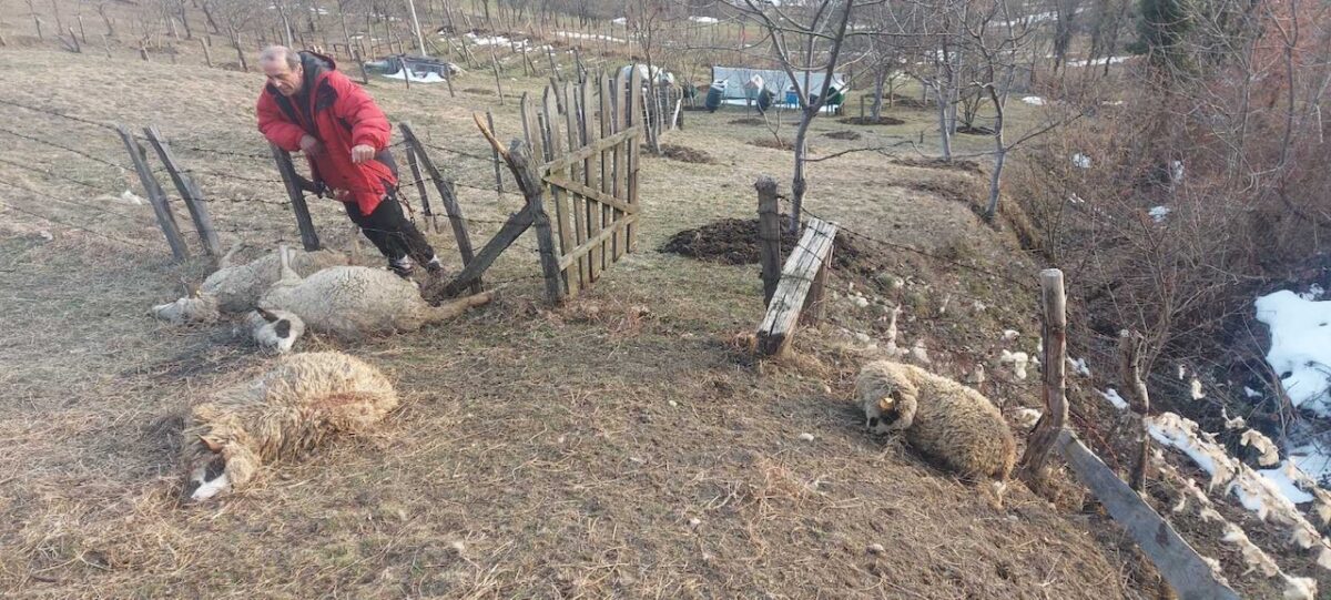 Пси луталице убили 14 оваца у домаћинству Гордана Тошића у Расну