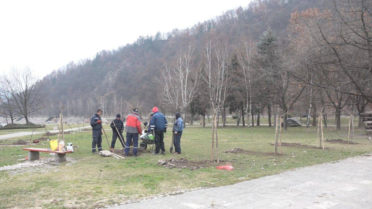 Посађено ново дрвеће у парку Дома културе
