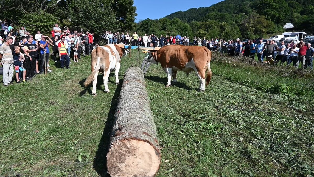 Михољски сусрети – најбољи произвођачи и такмичари у спортским дисциплинама