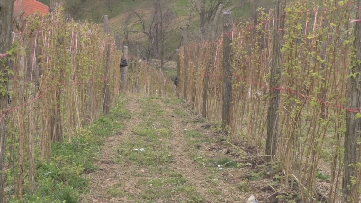 Колико нагле промене времена у јануару утичу на биљне културе?